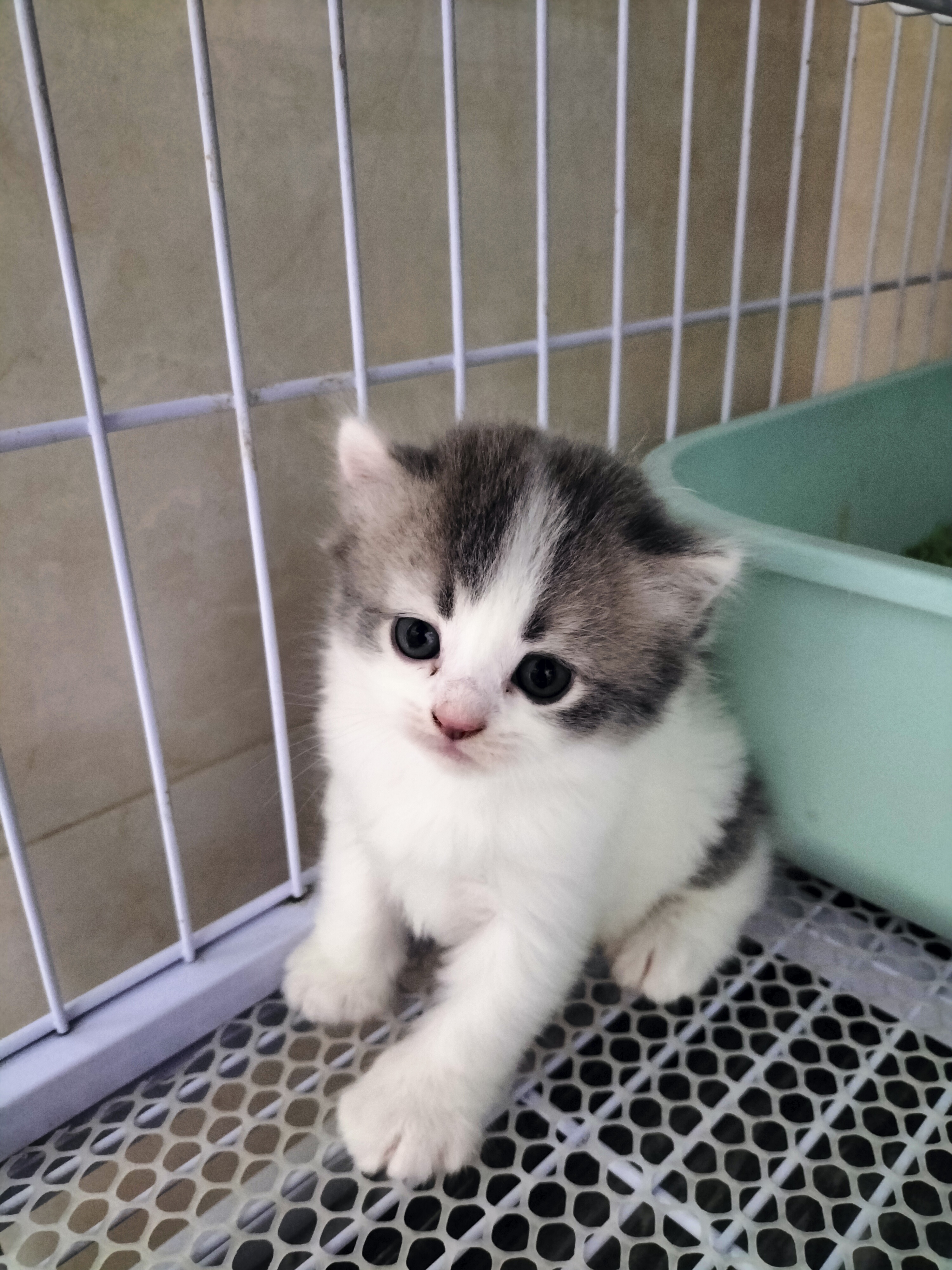 英国短毛猫